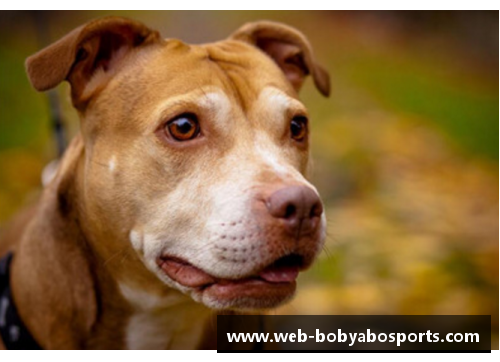 bob亚博app下载能轻松战胜比特犬的“狗”，却被外国人当宠物，网友看得瑟瑟发抖